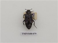 藏品(埋葬蟲)的圖片